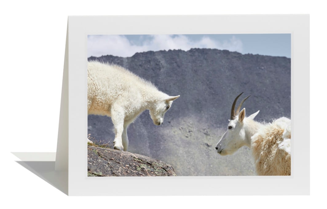 Mountain Goats Card