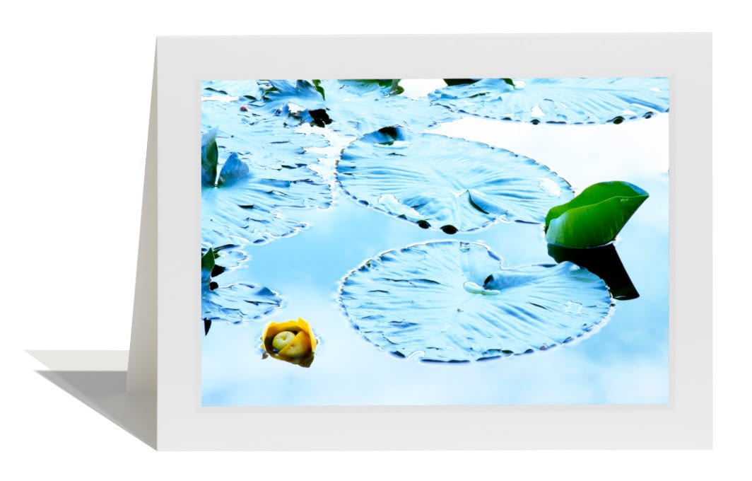 Yellow Pond Lily Card