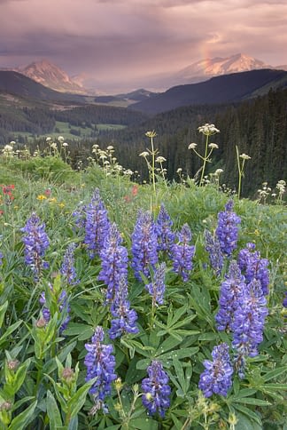 Lupine and Afternoon Rainshower