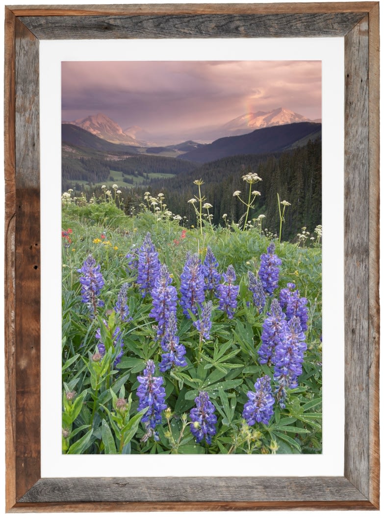 Lupine-and-Afternoon-Rainshower