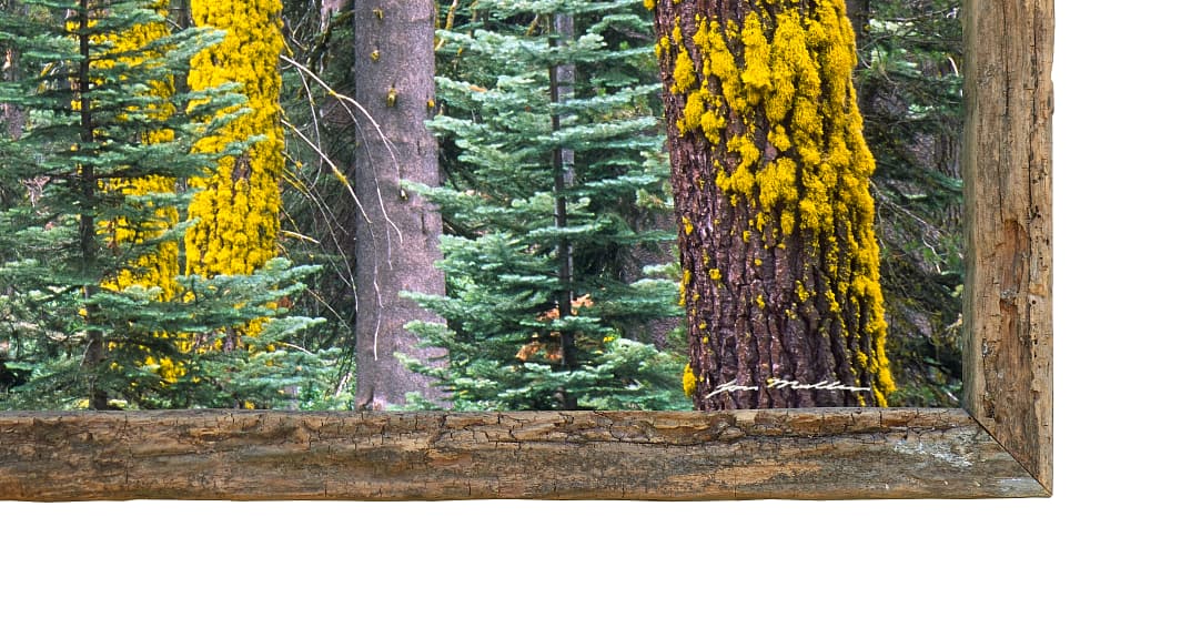 Sliver of Sequoia - Detail