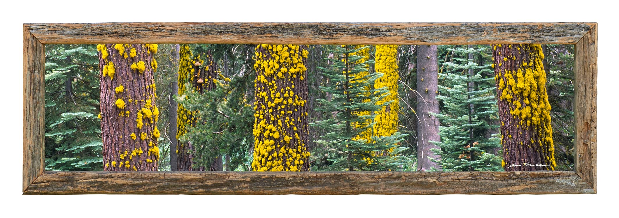 Sliver of Sequoia - Framed