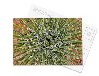 Yucca Postcard