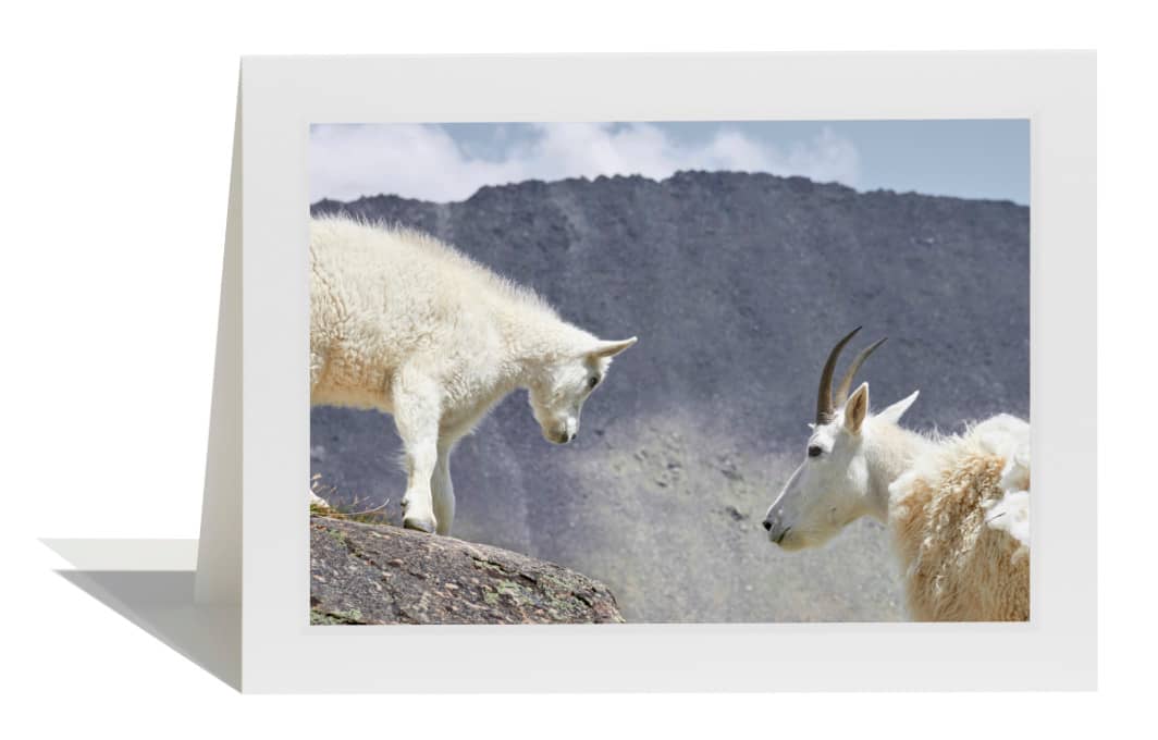 Mountain Goats Card